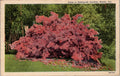 Postcard Scene in Bellingrath Gardens Mobile Ala CurtTeich PM Patterson 1942