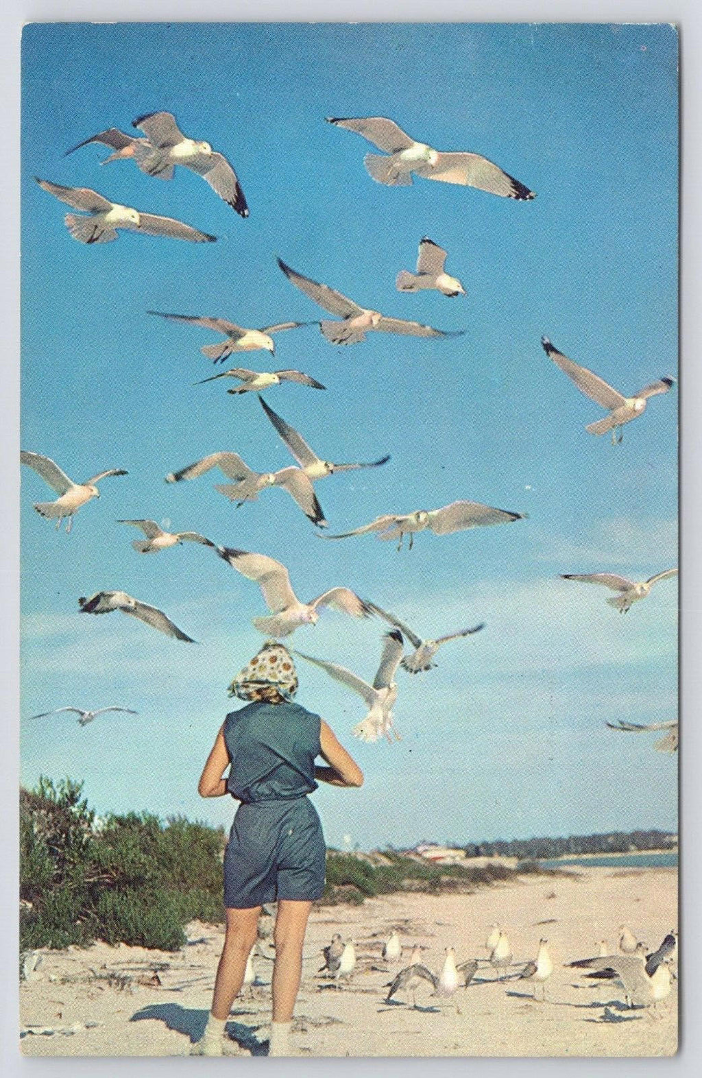 Postcard Gull Holiday P35614 Colourpicture Publishers Inc Boston Mass UNP