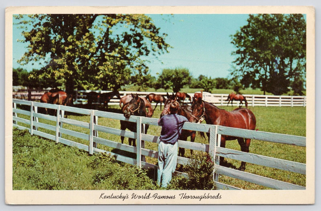 Postcard Kentucky's World Famous Thoroughbreds Blue Grass Horse Farm 1972
