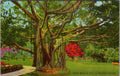 Giant Banyan Tree Tropical Florida Linen Postcard Art-Colortone UNP crisp edges