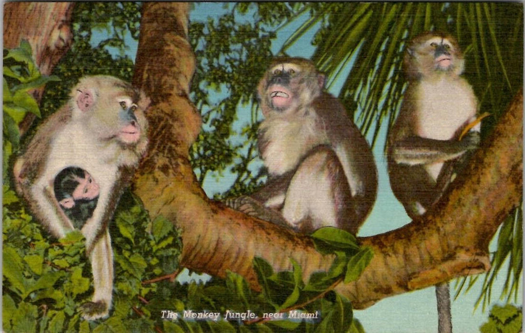 The Monkey Jungle near Miami Curteich Colortone South Florida UNP Postcard