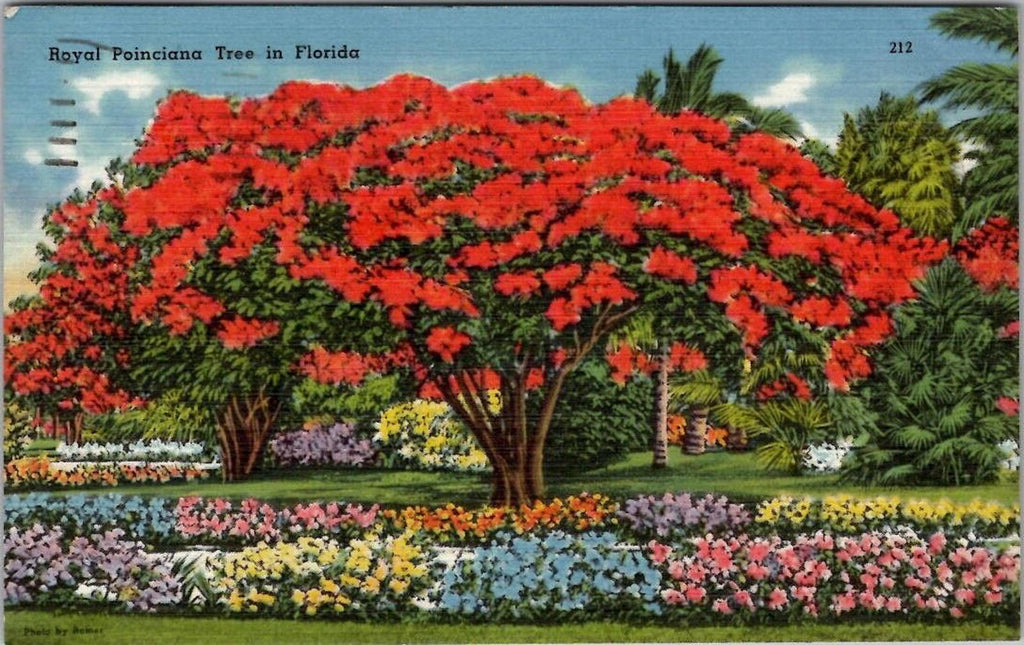 Royal Poinciana Tree in Florida Linen Postcard Fort Meyers PM 1961