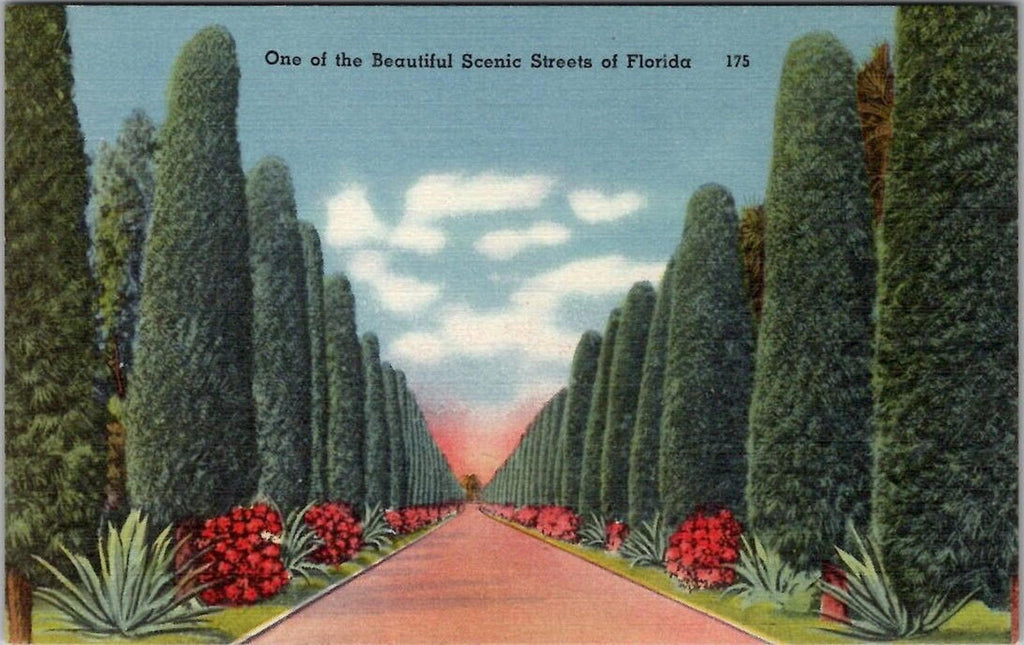 Postcard One of the Beautiful Scenic Streets of Florida 175 UNP Linen Tichnor