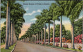 Postcard Stately Avenue of Palms in Florida UNP Linen Tichnor Tropical