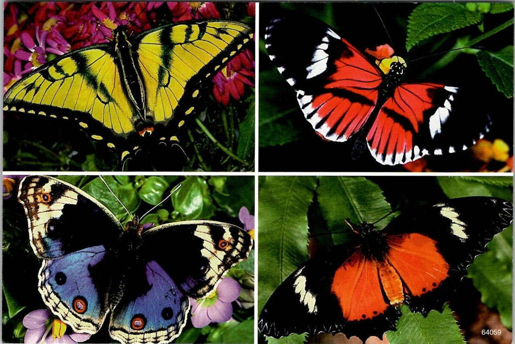Postcard Beaufort Butterfly Company SC HMI Practice Resource Continental Chrome