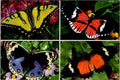 Postcard Beaufort Butterfly Company SC HMI Practice Resource Continental Chrome